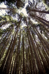 A beautiful view of treetops in a wonderful forest. Nature, woods, forest