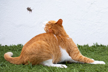 Gato rubio y blanco caza a ratón