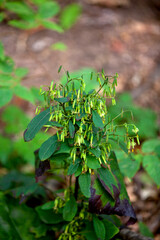 Autumn leaves in various states of decay captured along a hiking trail in an Ontario Provincial Park.