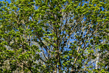 young green maple foliage in spring