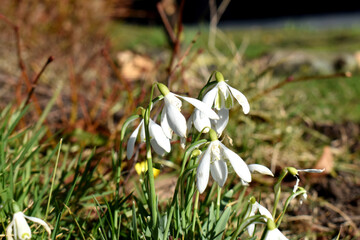 Close-up of white snowdrop flowers blooming with sunny light on nature blurred background with copy space. Beautiful spring flowering ( Galanthus ) in garden in UK.