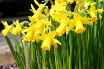 Close-up of big bunch of bright spring yellow daffodils flowers blooming in garden in spring season in UK. Nature background.