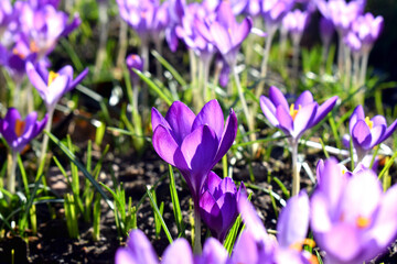Selective focus of Purple flowers blooming against sunlight on nature blurred background with copy space. First sign spring flowering in garden in UK.