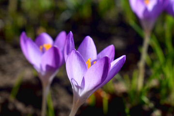 Closeup of  Purple crocus flowers blooming against sunlight on green grass blurred background, beautiful flowering in sunshine day spring garden UK. Nature background.