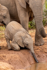 Cute elephant calf trying to drink water, Addo Elephant National Park