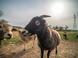 Fototapeta premium Kleine Herde Schafe auf der Weide im Frühjahr
