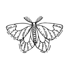 Moth line art. Mysterious butterfly. Winged insect. Mystical talisman of immortality, rebirth and death. Hand drawn vector illustration. Magic talisman. Nocturnal flying Lepidoptera creature.