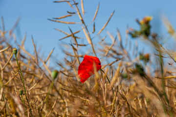 red poppy flower in the spring season
