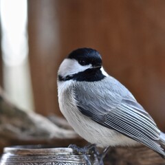 Fototapeta premium I See You - Chickadee on Silver Vessel