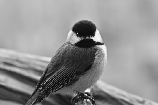 Closeup Image of Blacked Capped Chickadee on Branch