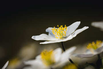 blossom of a wood anemone on the meadow in spring