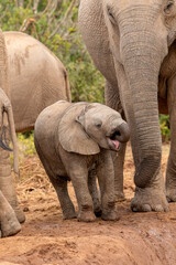 Fototapeta premium Cute elephant calf trying to drink water, Addo Elephant National Park