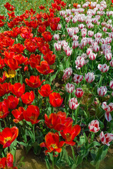 Obraz premium beautiful and colorful tulips with green leaves on the meadow in spring