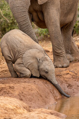 Obraz premium Cute elephant calf trying to drink water, Addo Elephant National Park