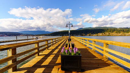 Hyacinths ushering in spring on public pier at Rocky Point Park, Port Moody, BC, with mountain and...