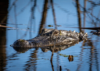 Alligator taking a look during a slow swim at Brazos Bend State Park in Texas!