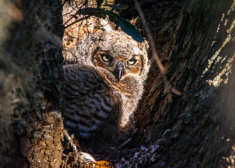 Great Horned Owl looking out from its nest at Brazos Bend State Park!