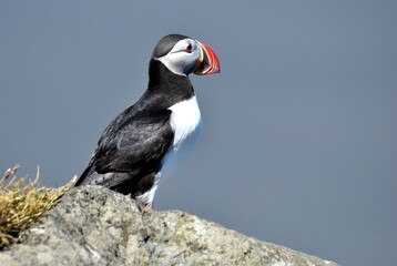 Atlantic Puffin (Fratercula arctica) standing on cliff, blue ocean with white foam from waves and black beach as background, Iceland