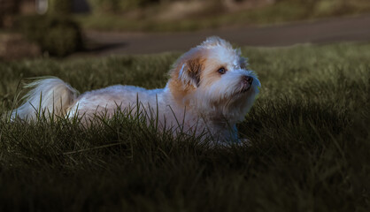 2022-04-01 A COTON DE TUELAR PUPPY LYING IN THE SHADE ON A DARK GREEN LAWN WITH A BLURRY BACKGROUND FACING RIGHT IN THE FRAME 