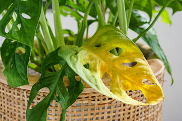 Monsera Adasonii houseplant with wilting yellow leaf, sign of overwatering.