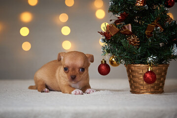 Fototapeta na wymiar brown chihuahua puppy with christmas gift