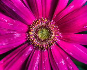 Close-Up of Pink Gerbera Daisy With Water Drops