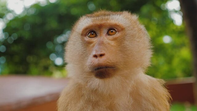 Funny monkey baby looking at camera, Close up of curious macaca grimace, sitting in park, pensive portrait, Monkey Hill, Phuket Thailand