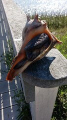Conch in shell 
