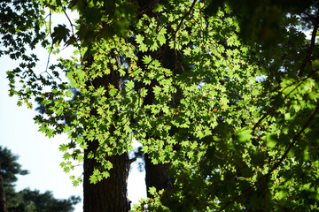 Fototapeta na wymiar Green leaves seen from the forest. 