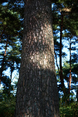 Fototapeta premium Pine tree that can be seen in Korea. 