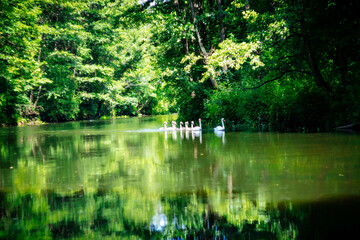 Fototapeta na wymiar swans in the lake