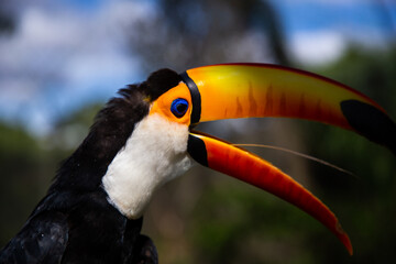 amazonian birds
