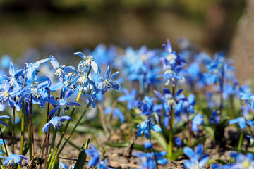 blue scylla flowers grow among the green foliage in the park on a sunny spring day. blue flower background. spring