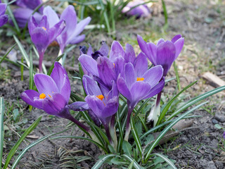several lilac crocus flowers grow in the park.  flowers. side view. lots of flowers