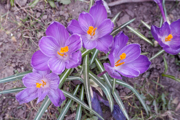several lilac crocus flowers grow in the park.  flowers. view from above. lots of flowers
