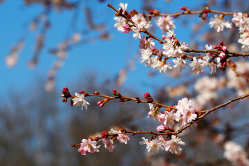a blooming tree with pink flowers on a blue sky background. cherry blossoms. a branch of a flowering tree is close