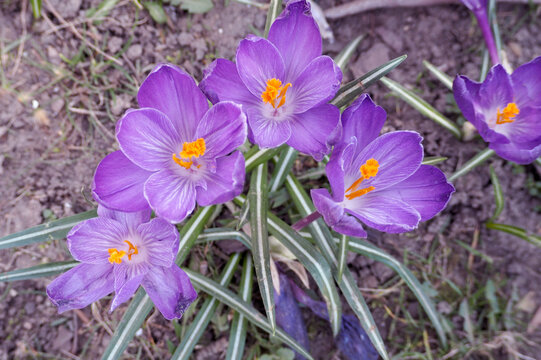 several lilac crocus flowers grow in the park.  flowers. view from above. lots of flowers