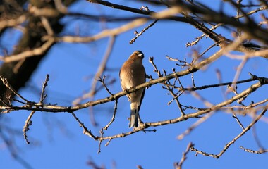 chaffinch