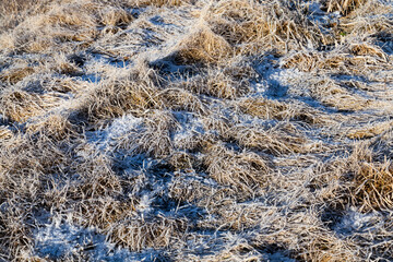 grass covered with ice and frost in the winter season