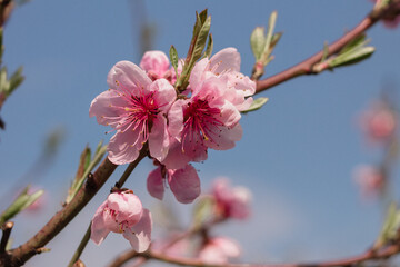 cherry blossom