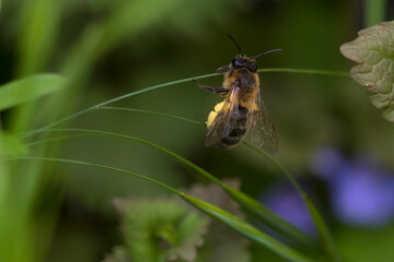 Western Honey Bee (Apis mellifera) climbing on a grass stalk