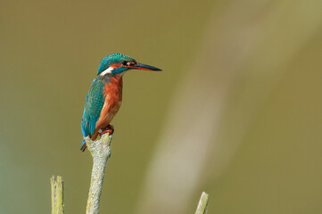 Common Kingfisher (Alcedo atthis) female perched on branch