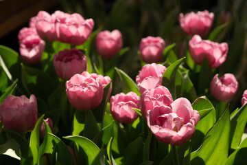 Red tulips with sharp petals. Blooming red tulips on a blurred background. Beautiful flowers as a floral natural background. Variety