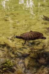 Turtles swim in the Pond