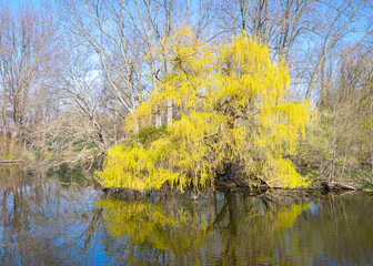 Scenic view of a yellow colored willow tree (Salix) along the water in a park