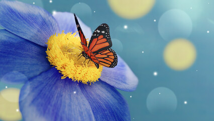 Flower with blue petals and yellow stamens. A butterfly sits on a flower close-up, macro. Beautiful bokeh, an artistic depiction of the beauty of nature