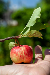 summer garden with fruit trees and apple harvest