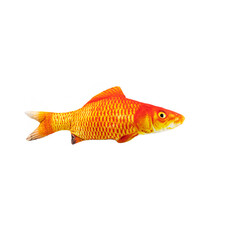 goldfish isolated on white background toys for dog and cat pet