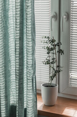 Cache-pot with eucalyptus on the windowsill and turquoise linen curtain.