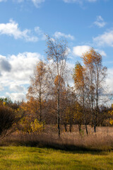 Fototapeta premium birch trees with orange foliage in the autumn season